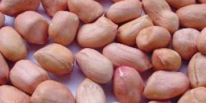 Groundnut