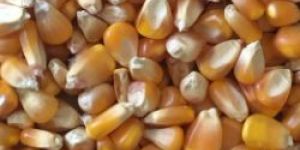 Yellow Corn