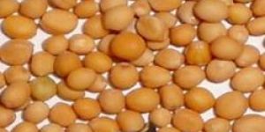 Yellow Mustard Seeds