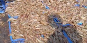 Frozen Vannamei Prawn