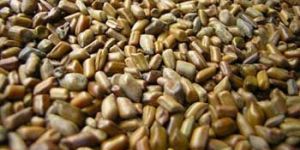 Cassia Tora Seed