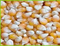 Maize