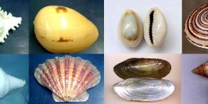 Seashell Conch Gift Utility Accessories Raw Materials