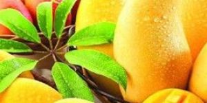 Mango Pulp