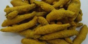 Turmeric Finger
