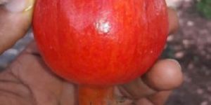 Pomegranate