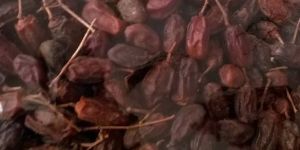 Dried Neem Fruits