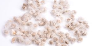 Cotton Seeds