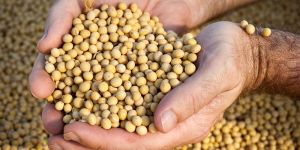 Soybean Seeds