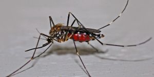 Mosquito Control Services