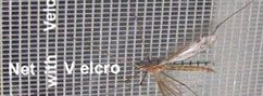 Netlon
