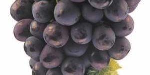 Black Grape