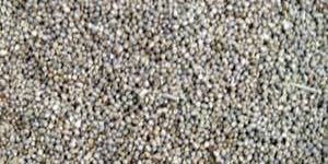 Sorghum Seeds