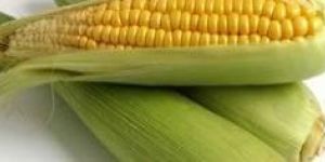 Sweet Corn