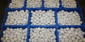 Mushroom Growing Rooms