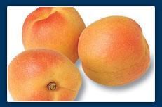 Apricot