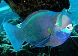 Parrot Fish