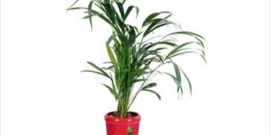 Areca Mini Palm