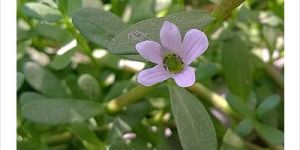 Brahmi