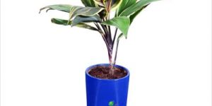 Dracaena CTC