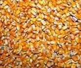 Maize Seed