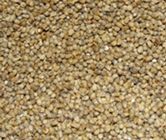 Pearl Millet