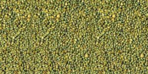 Green Millet
