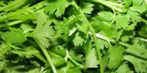 Coriander Leaves