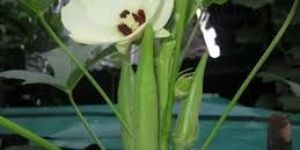 Okra