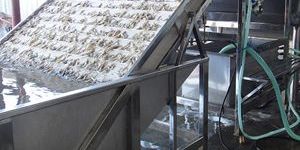 Shrimp Washer