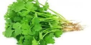 Fresh Coriander Leaves