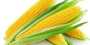 Yellow Corn