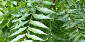 Fresh Neem Leaves