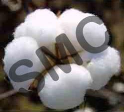 Cotton