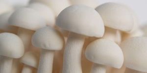 Milky Mushroom