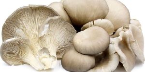 Oyster Mushroom