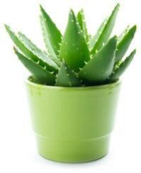 Aloe Vera Baby Plants