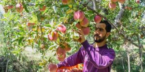 Delicious Kashmiri Apple