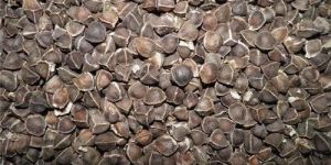 Wingless Moringa Seeds