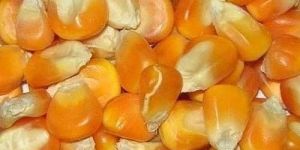 Natural Maize Seeds