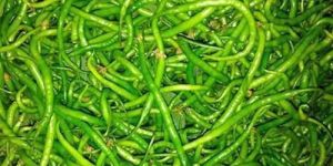 High Yielding Green Chilli