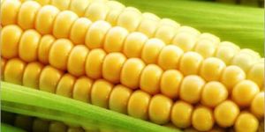 Whole Yellow Maize