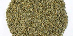 Green Millet