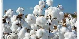 Raw Cotton