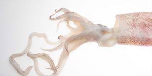 Squid