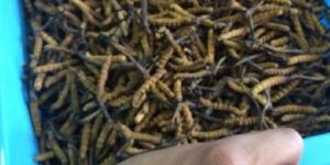 Cordyceps Sinensi
