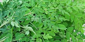 Drumstick Leaves