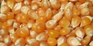 Yellow Butterfly Popcorn