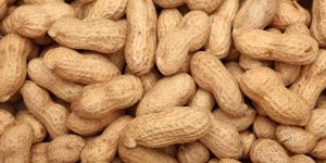 Shell Groundnuts