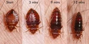Bed Bugs Control Services